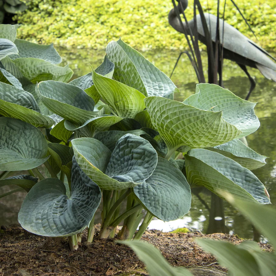 'Abiqua Drinking Gourd' Hosta - Image 2