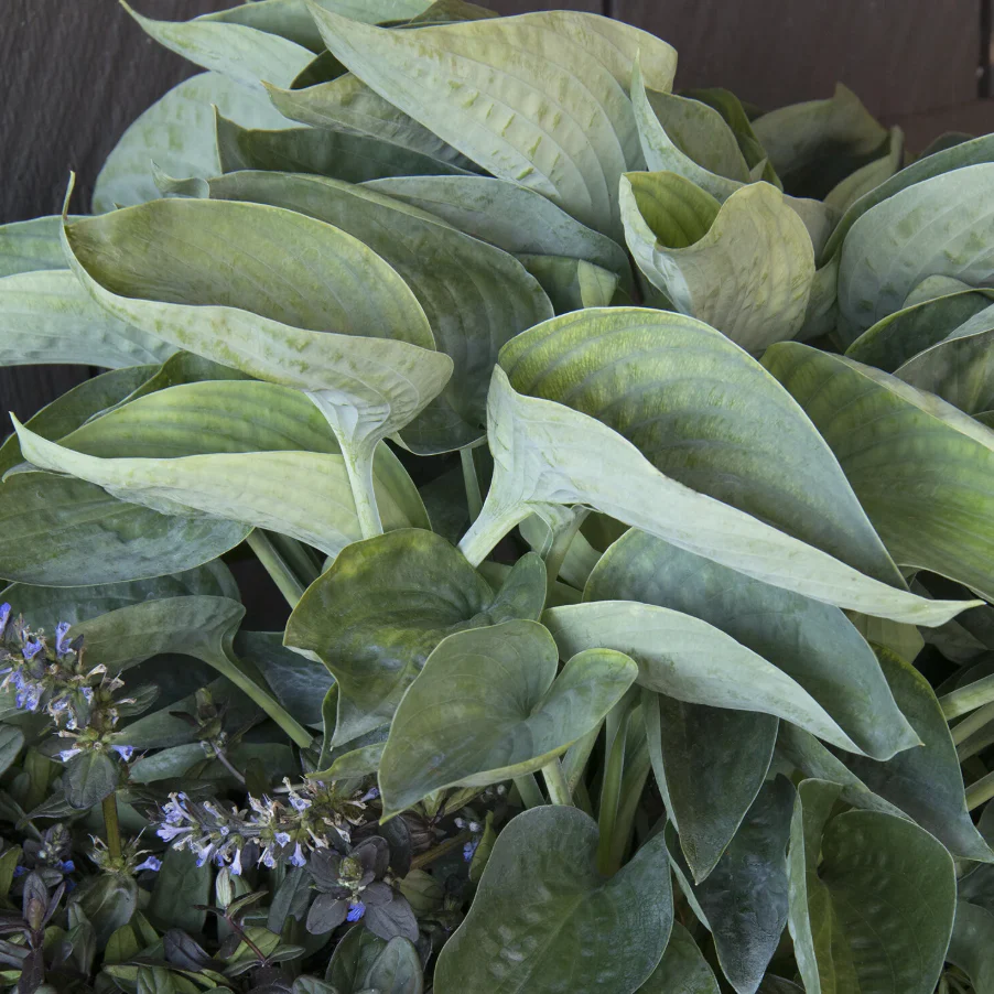 'Abiqua Drinking Gourd' Hosta - Image 3