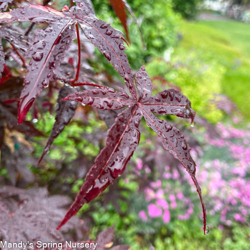 Acer Emperor® Japanese Maple | Acer palmatum - Image 3
