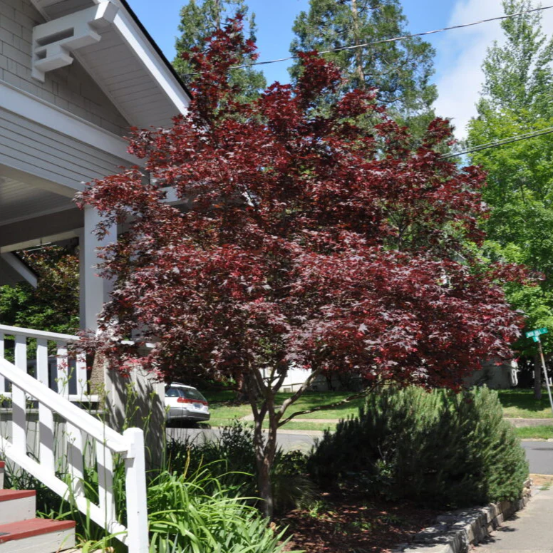 'Bloodgood' Japanese Maple | Acer Palmatum - Image 2