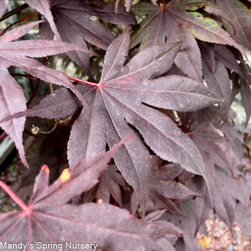 'Bloodgood' Japanese Maple | Acer Palmatum - Image 3