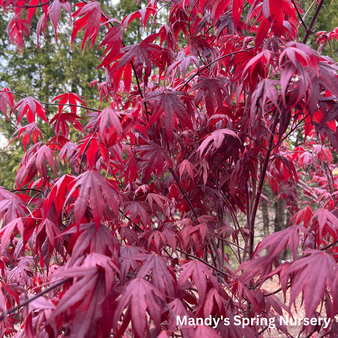 'Bloodgood' Japanese Maple | Acer Palmatum - Image 4