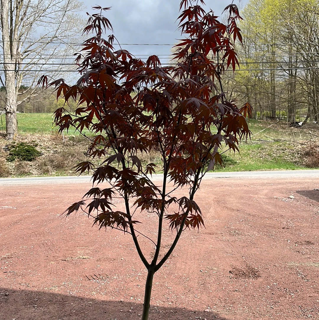 'Bloodgood' Japanese Maple | Acer Palmatum - Image 5