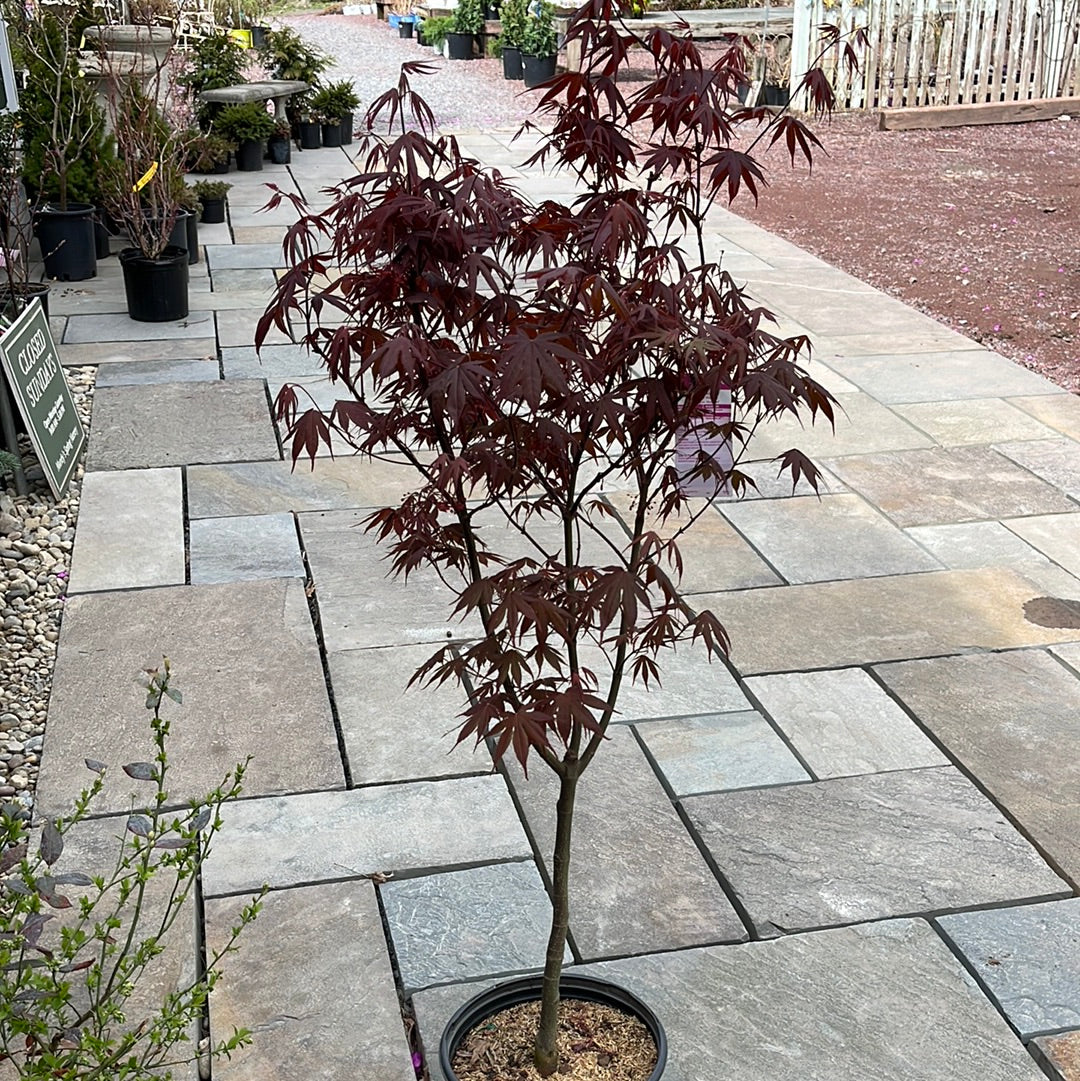 'Bloodgood' Japanese Maple | Acer Palmatum - Image 6