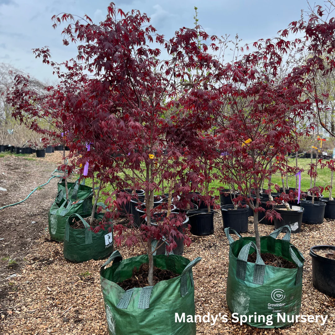 'Bloodgood' Japanese Maple | Acer Palmatum - Image 7