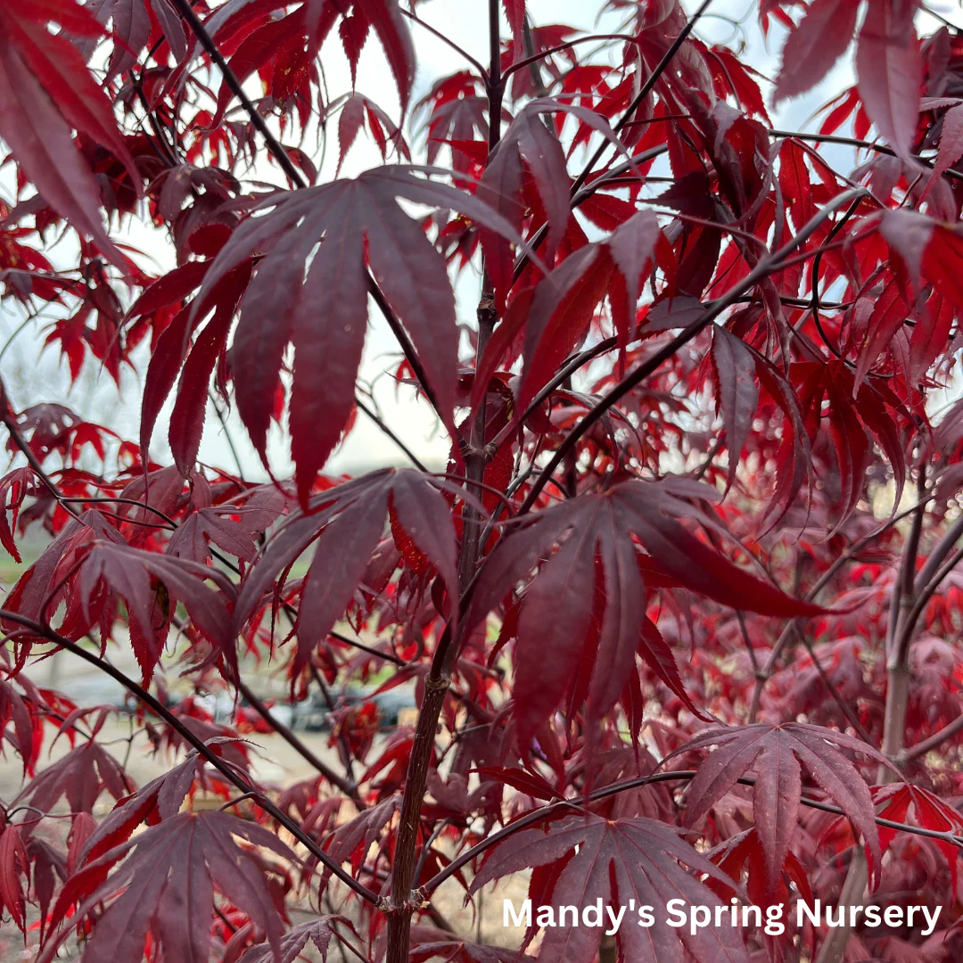 'Bloodgood' Japanese Maple | Acer Palmatum - Image 8