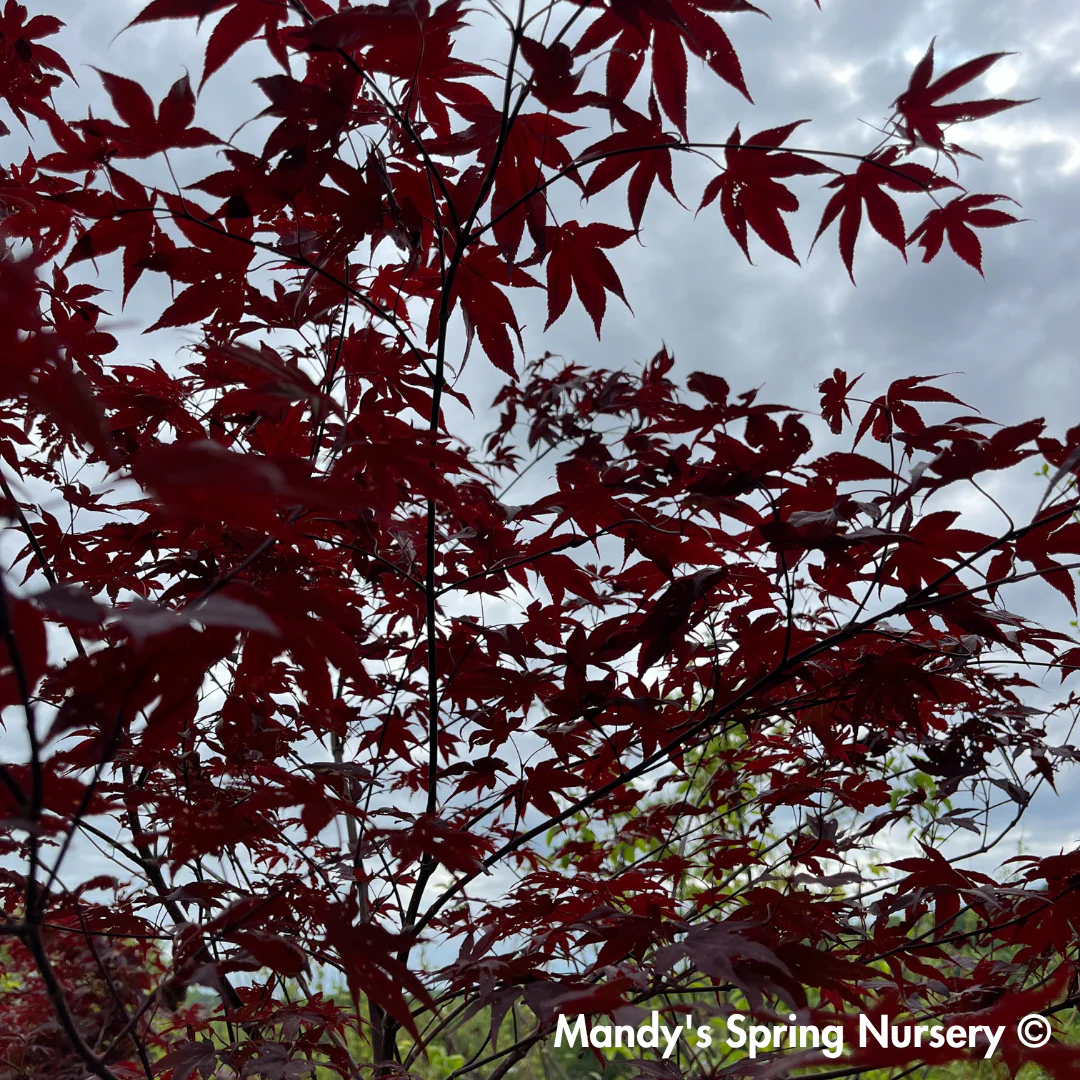 'Bloodgood' Japanese Maple | Acer Palmatum - Image 9