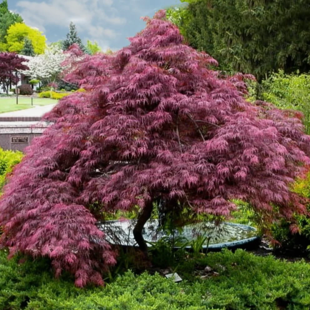 'Tamukeyama' Japanese Maple | Acer palmatum var. dissectum 'Tamukeyama' - Image 2