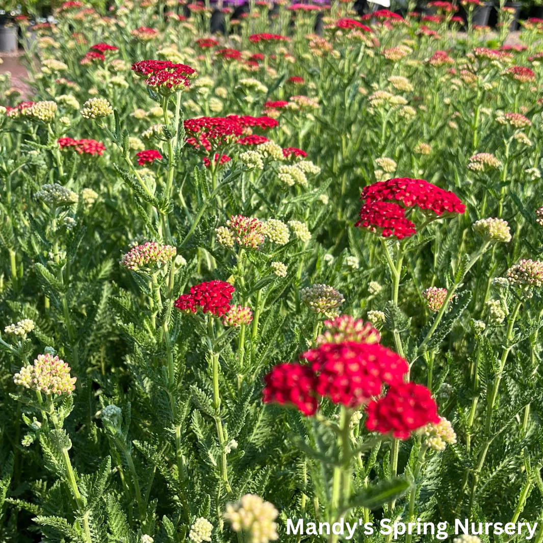 'Sassy Summer Sangria' Yarrow | Achillea hybrid - Image 2