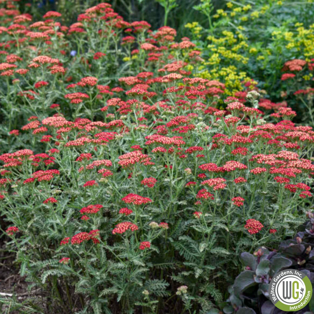 'Sassy Summer Sangria' Yarrow | Achillea hybrid - Image 3