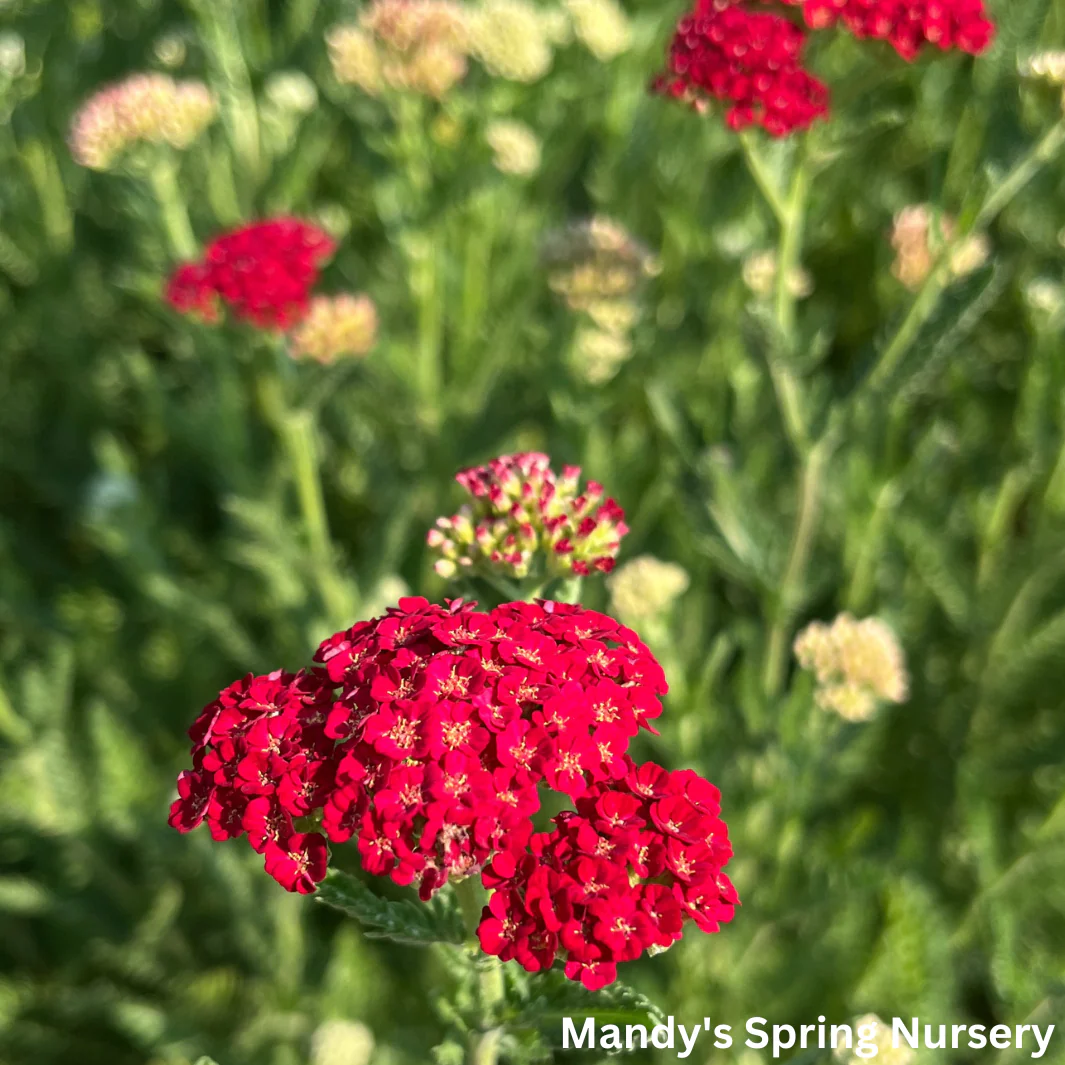 'Sassy Summer Sangria' Yarrow | Achillea hybrid - Image 4
