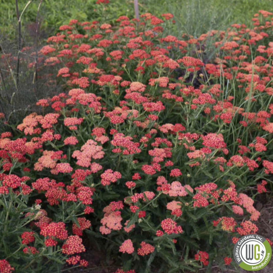 'Sassy Summer Sangria' Yarrow | Achillea hybrid - Image 5