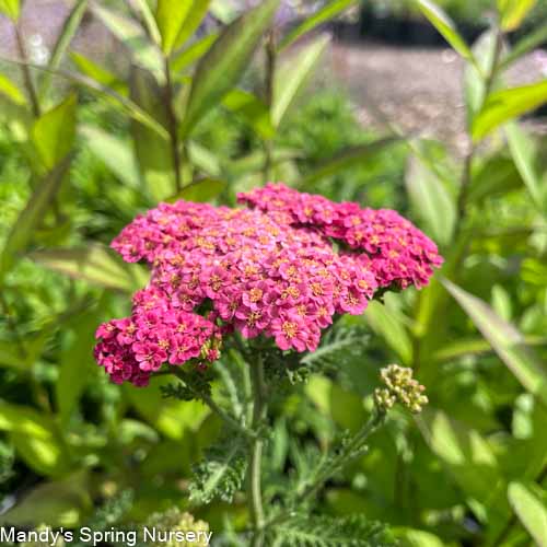 'Sassy Summer Taffy' Yarrow | Achillea hybrid - Image 3