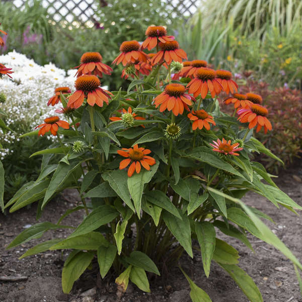 'Adobe Orange' Coneflower | Echinacea hybrid - Image 3