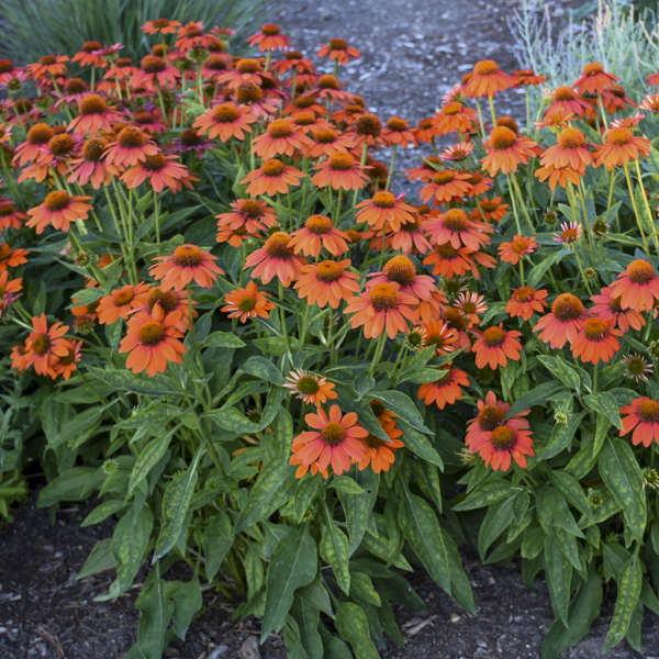 'Adobe Orange' Coneflower | Echinacea hybrid - Image 4