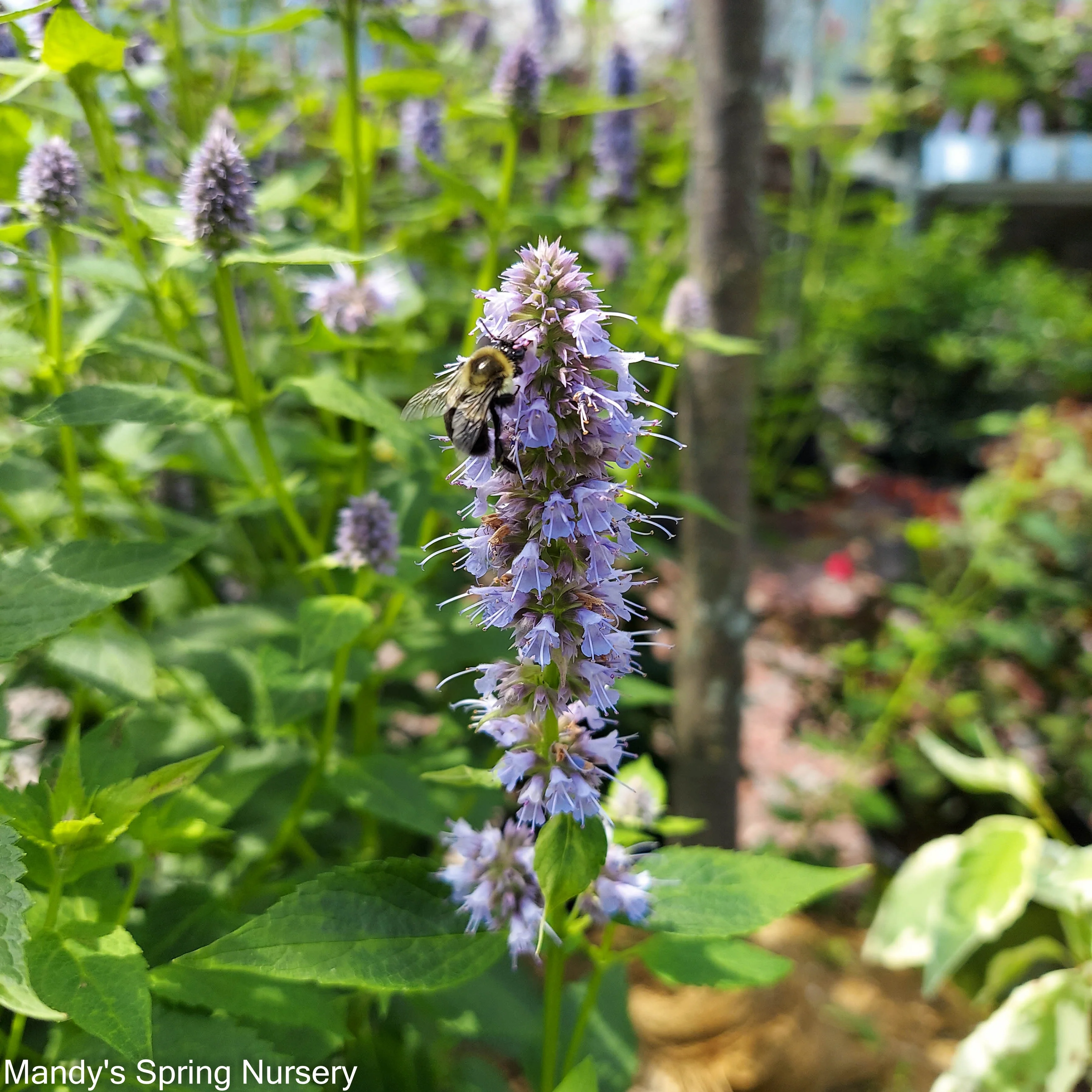 'Blue Fortune' Anise Hyssop | Agastache - Image 3
