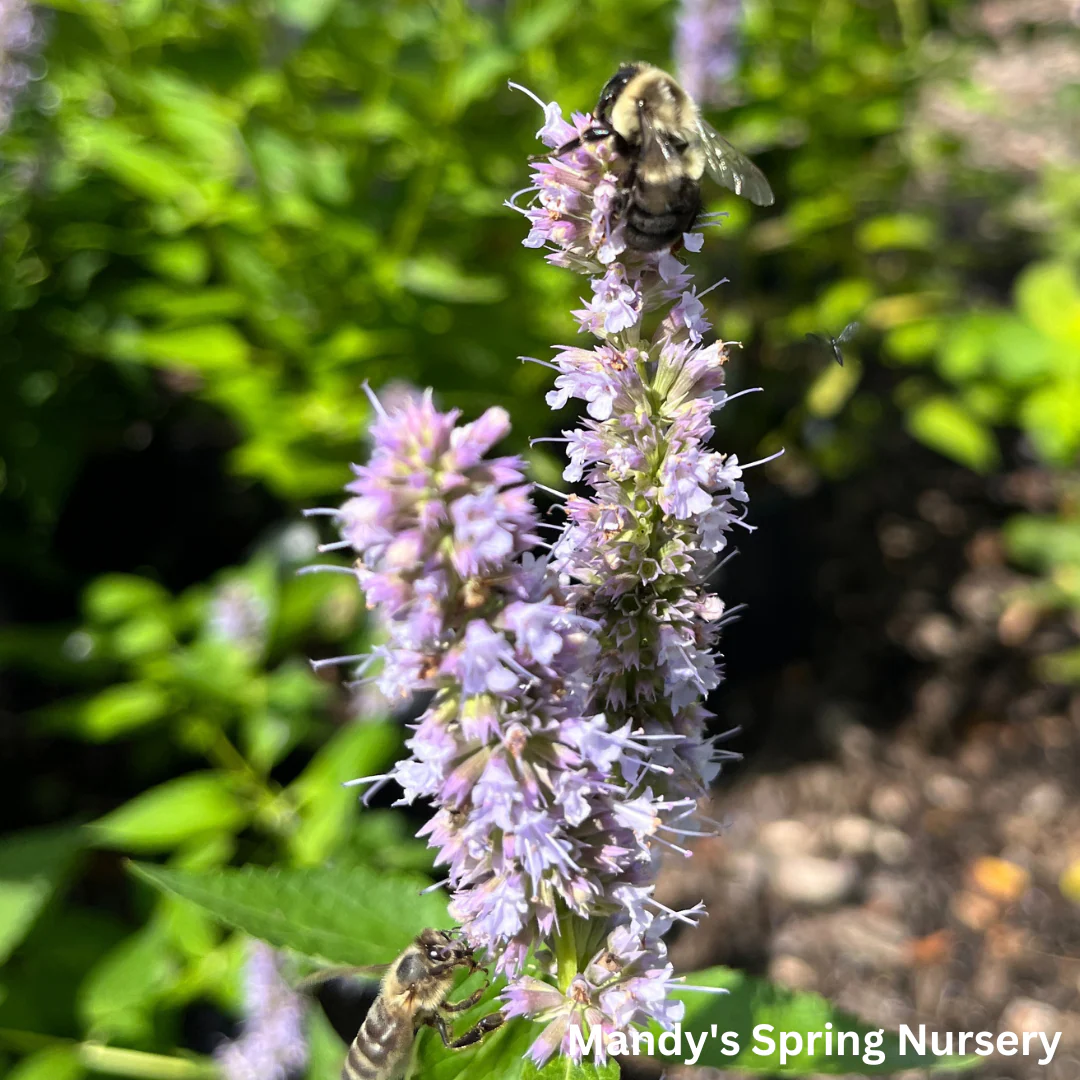 'Blue Fortune' Anise Hyssop | Agastache - Image 4