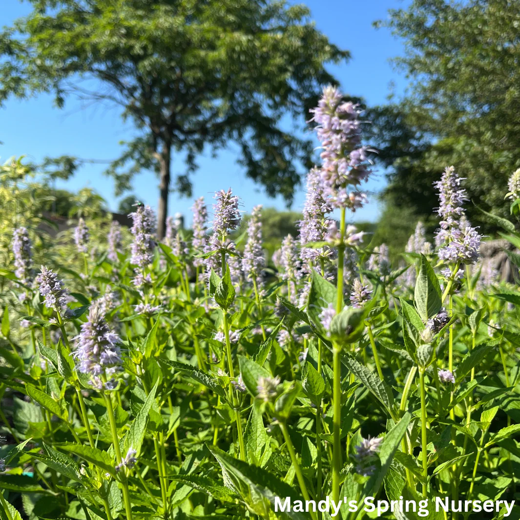 'Blue Fortune' Anise Hyssop | Agastache - Image 5