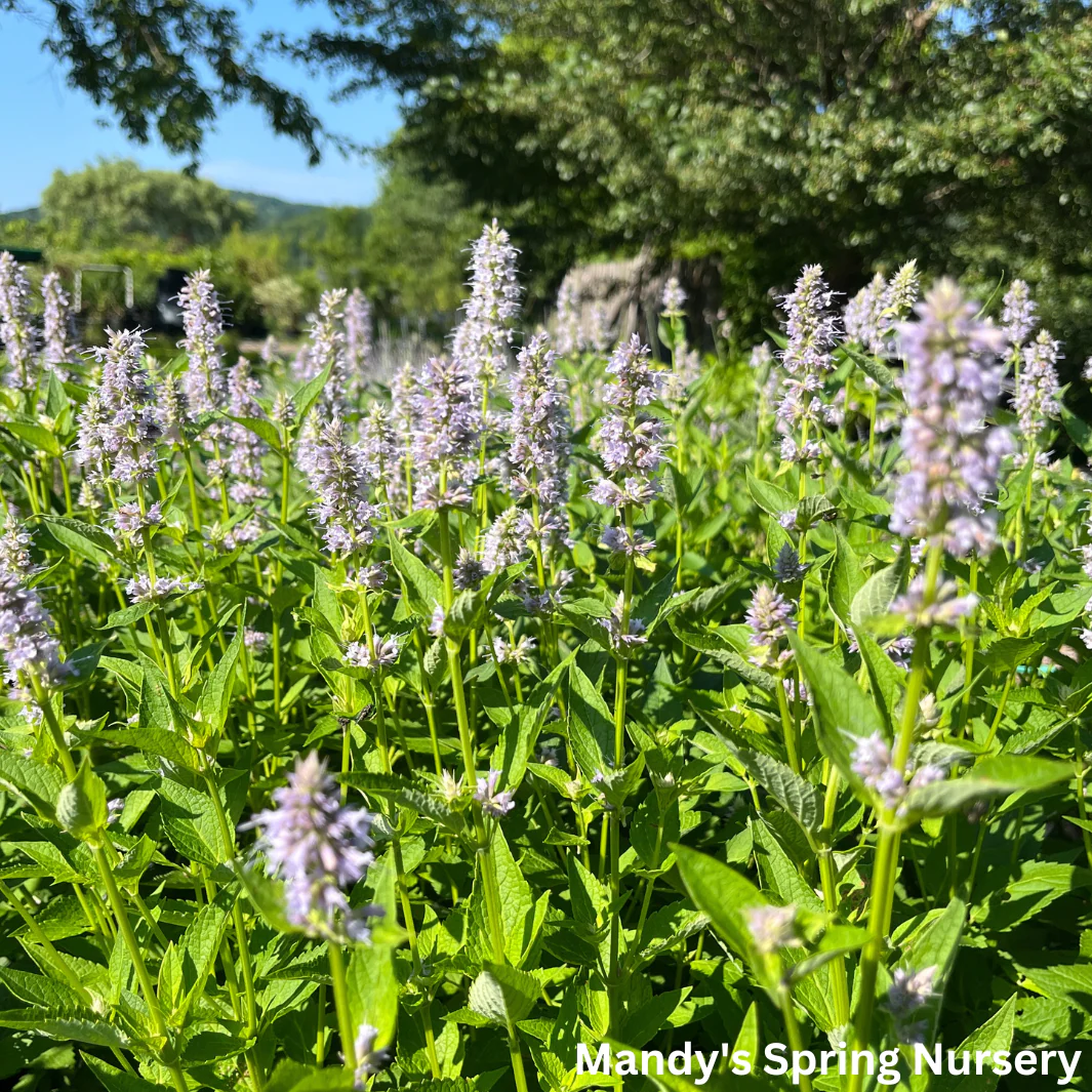 'Blue Fortune' Anise Hyssop | Agastache - Image 6