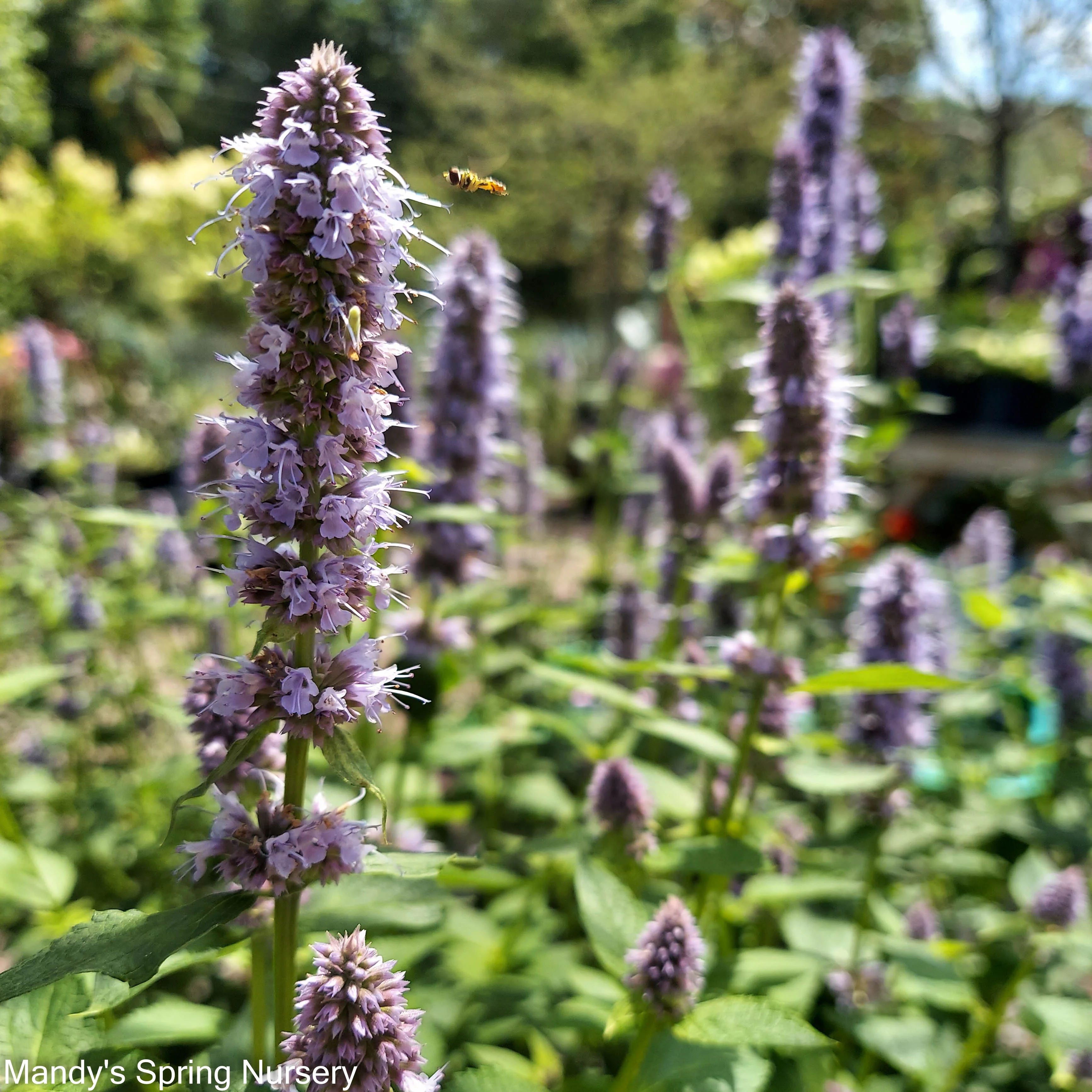 'Blue Fortune' Anise Hyssop | Agastache - Image 7