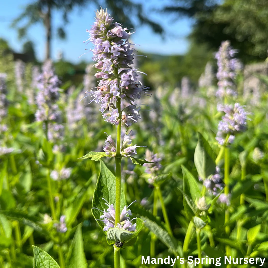 'Blue Fortune' Anise Hyssop | Agastache - Image 8