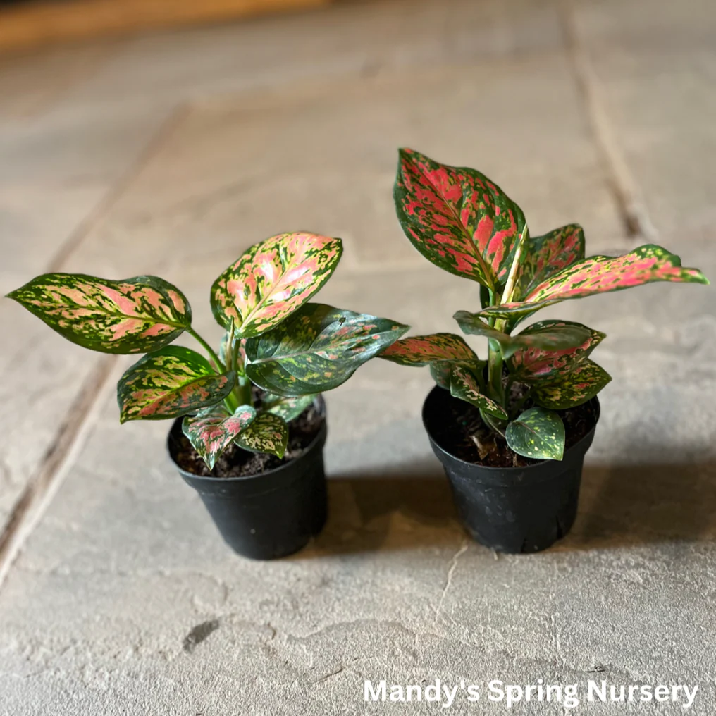 Lucky Plant' | Aglaonema - Image 4