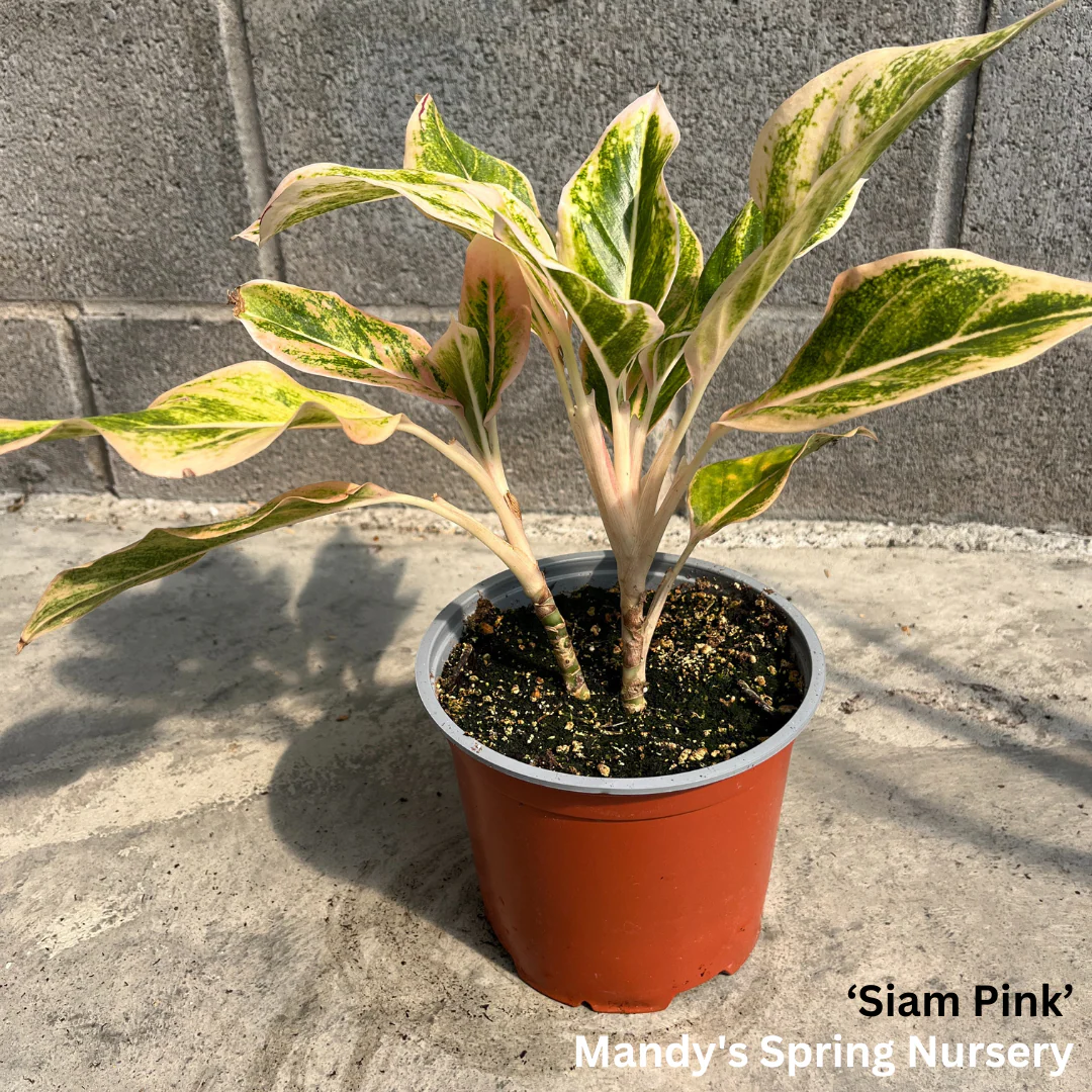 Lucky Plant' | Aglaonema - Image 5