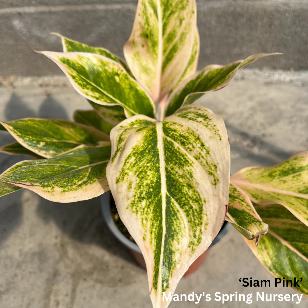 Lucky Plant' | Aglaonema - Image 6
