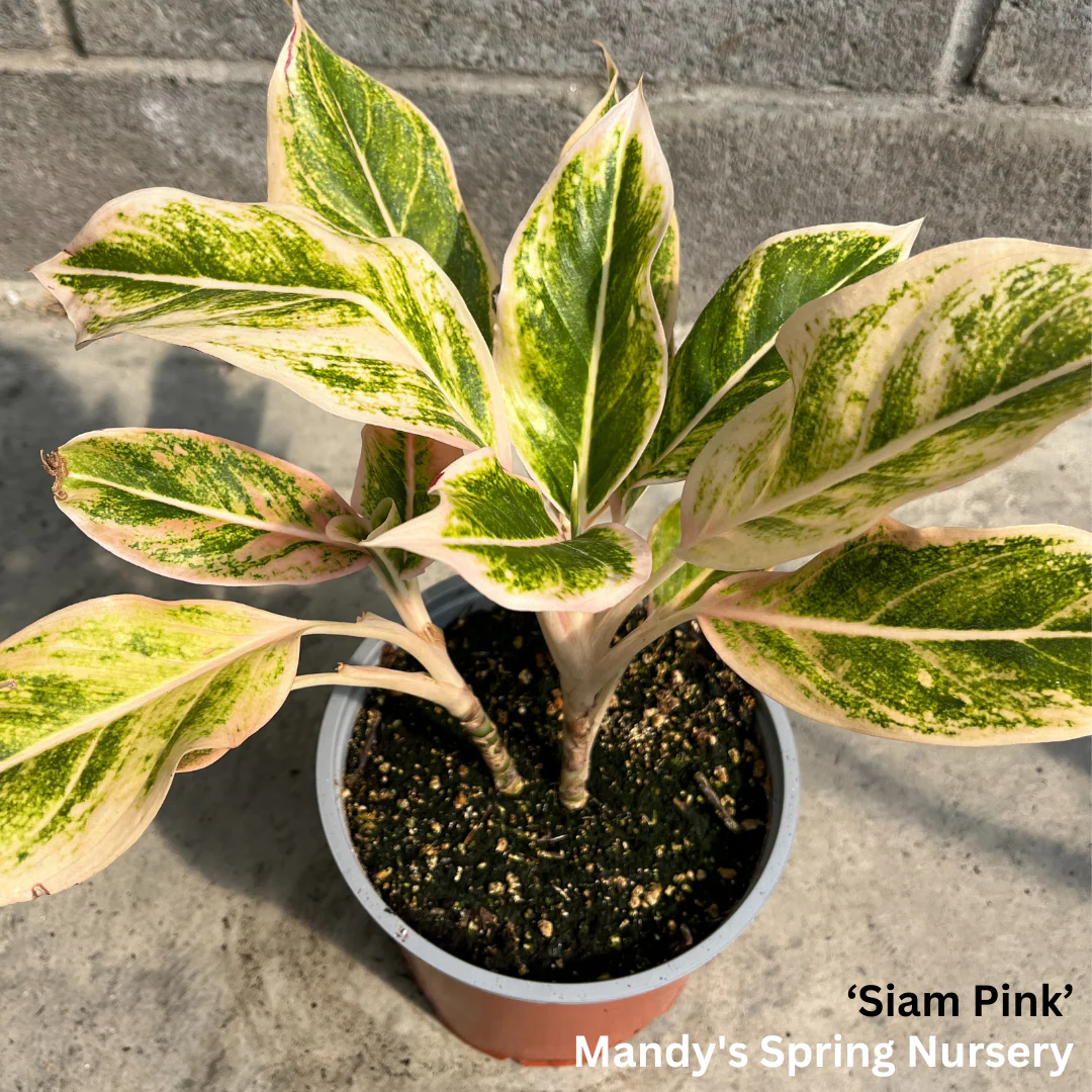 Lucky Plant' | Aglaonema - Image 7