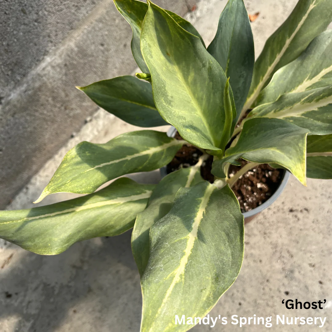 Lucky Plant' | Aglaonema - Image 8