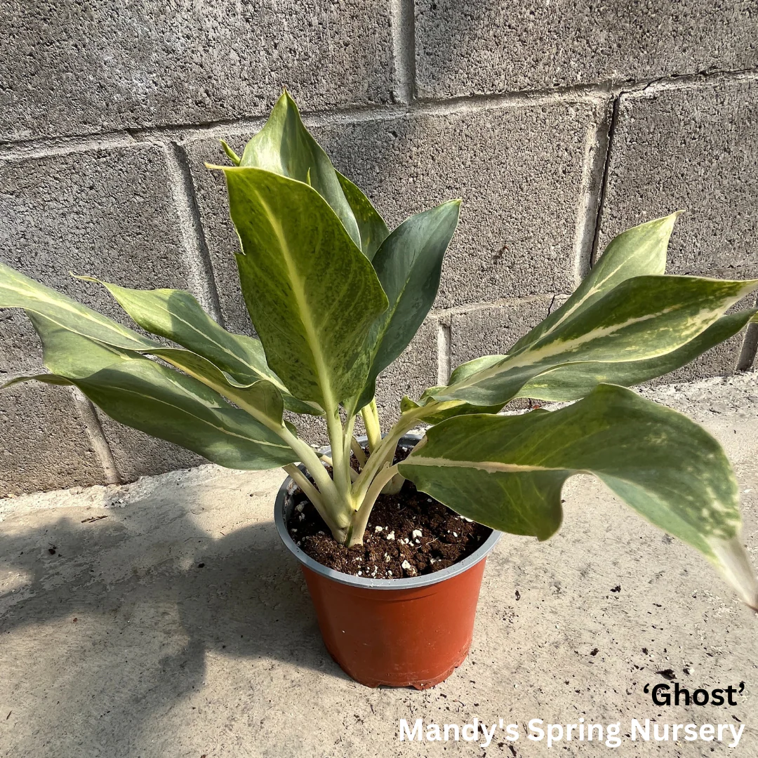 Lucky Plant' | Aglaonema - Image 9