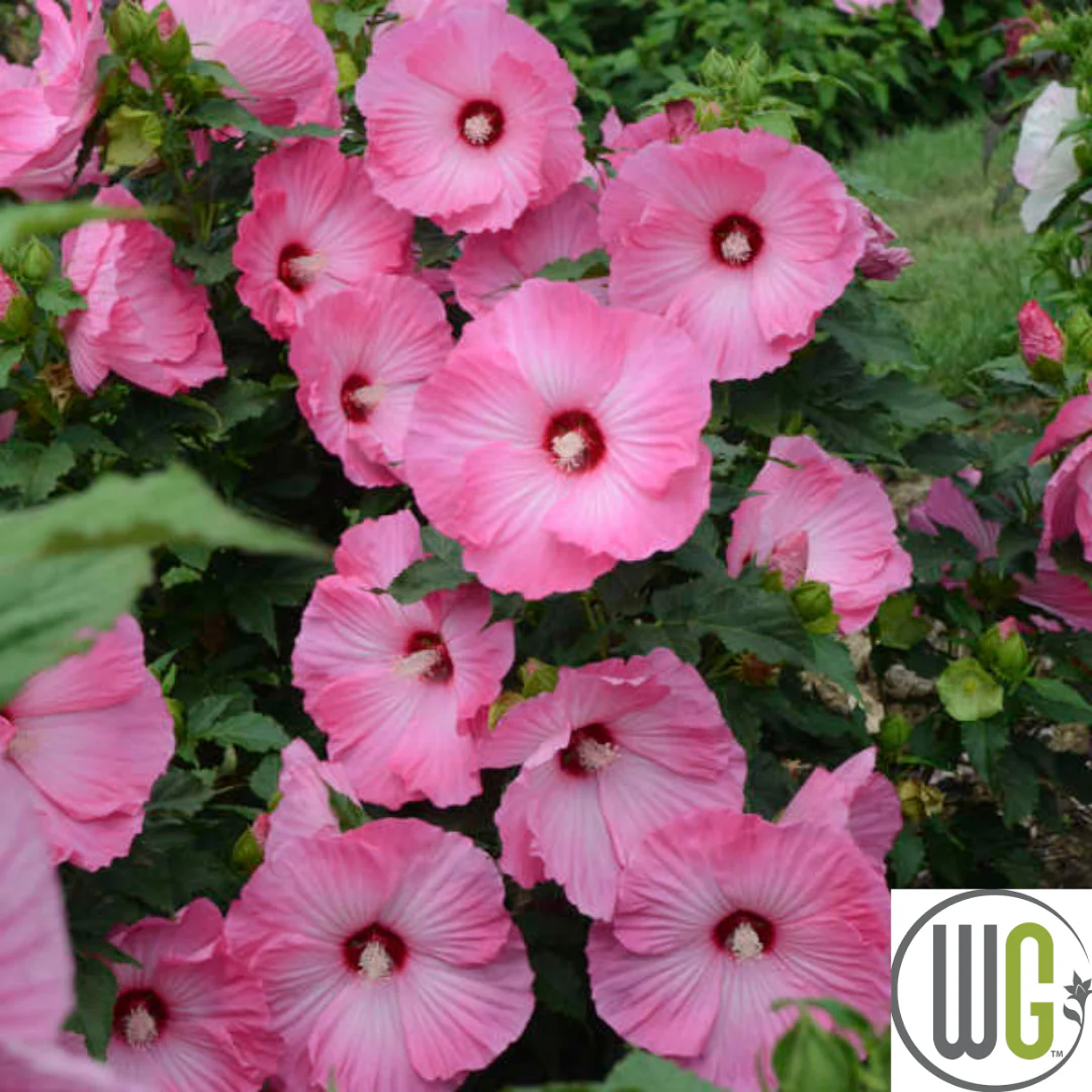 'Airbrush Effect' Hibiscus | Rose Mallow - Image 3
