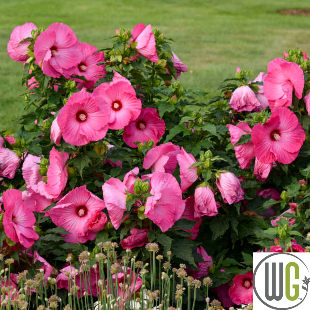 'Airbrush Effect' Hibiscus | Rose Mallow - Image 4