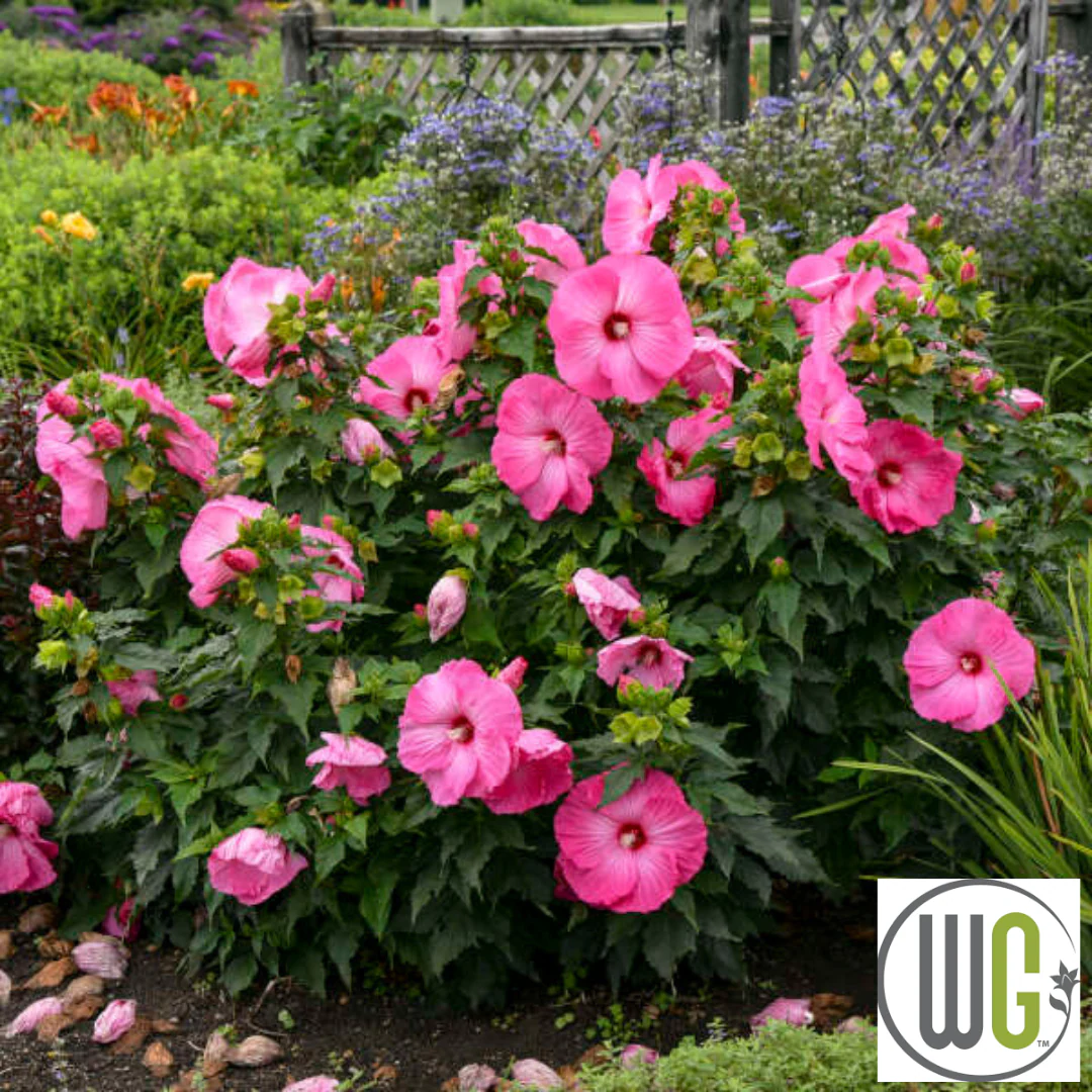 'Airbrush Effect' Hibiscus | Rose Mallow - Image 5