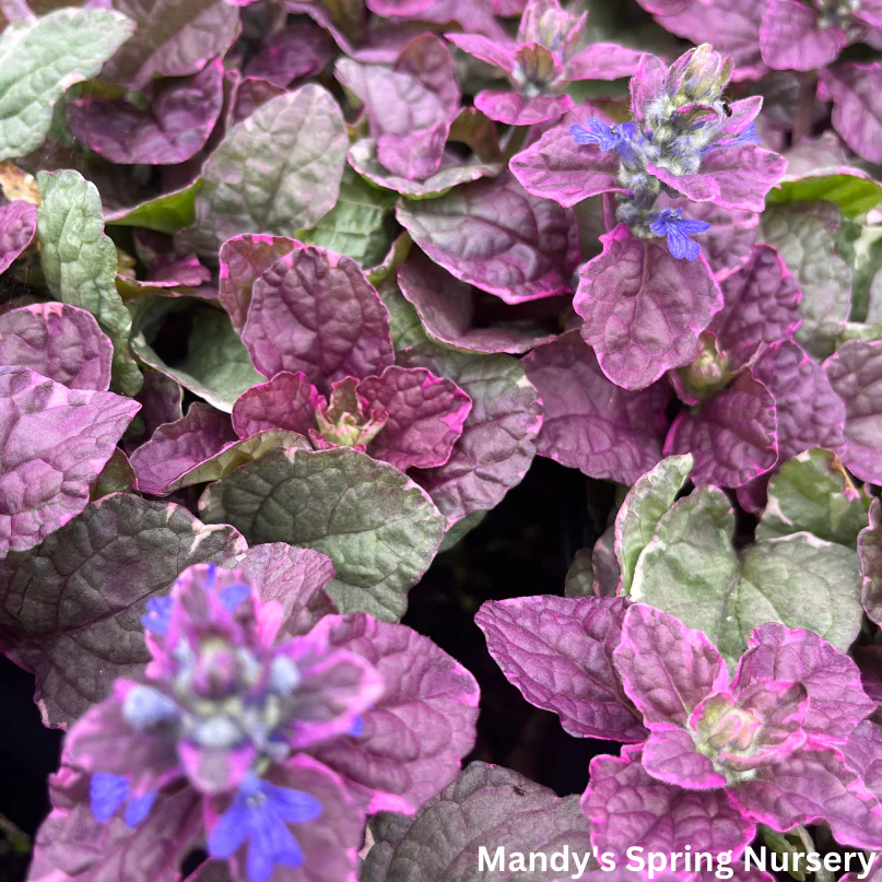 Burgundy Glow Bugleweed | Ajuga reptans - Image 2