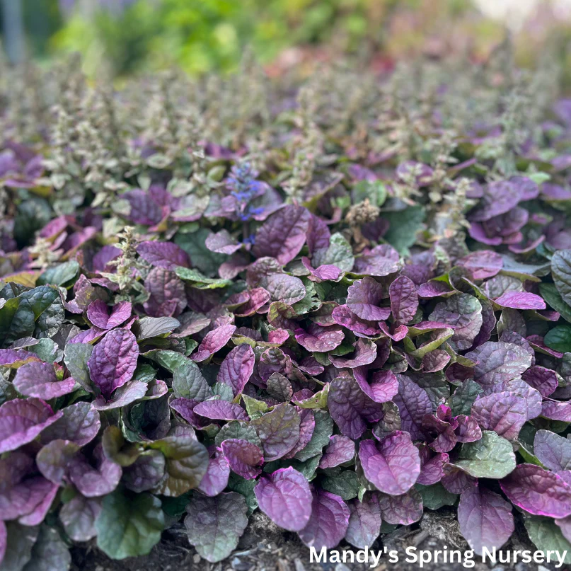 Burgundy Glow Bugleweed | Ajuga reptans - Image 3