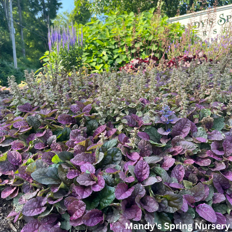 Burgundy Glow Bugleweed | Ajuga reptans - Image 4