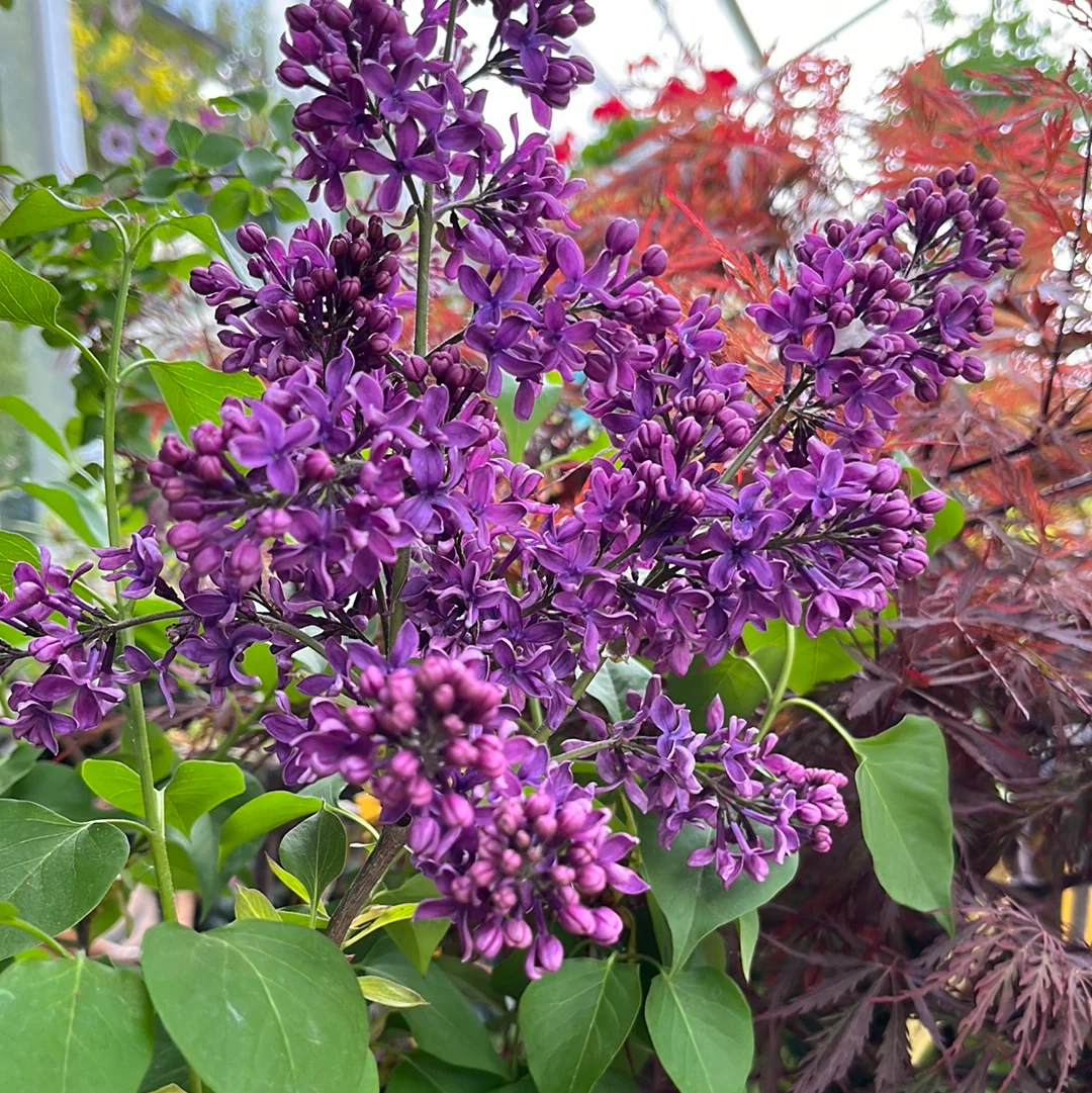 Albert F. Holden Lilac | Syringa vulgaris - Image 2