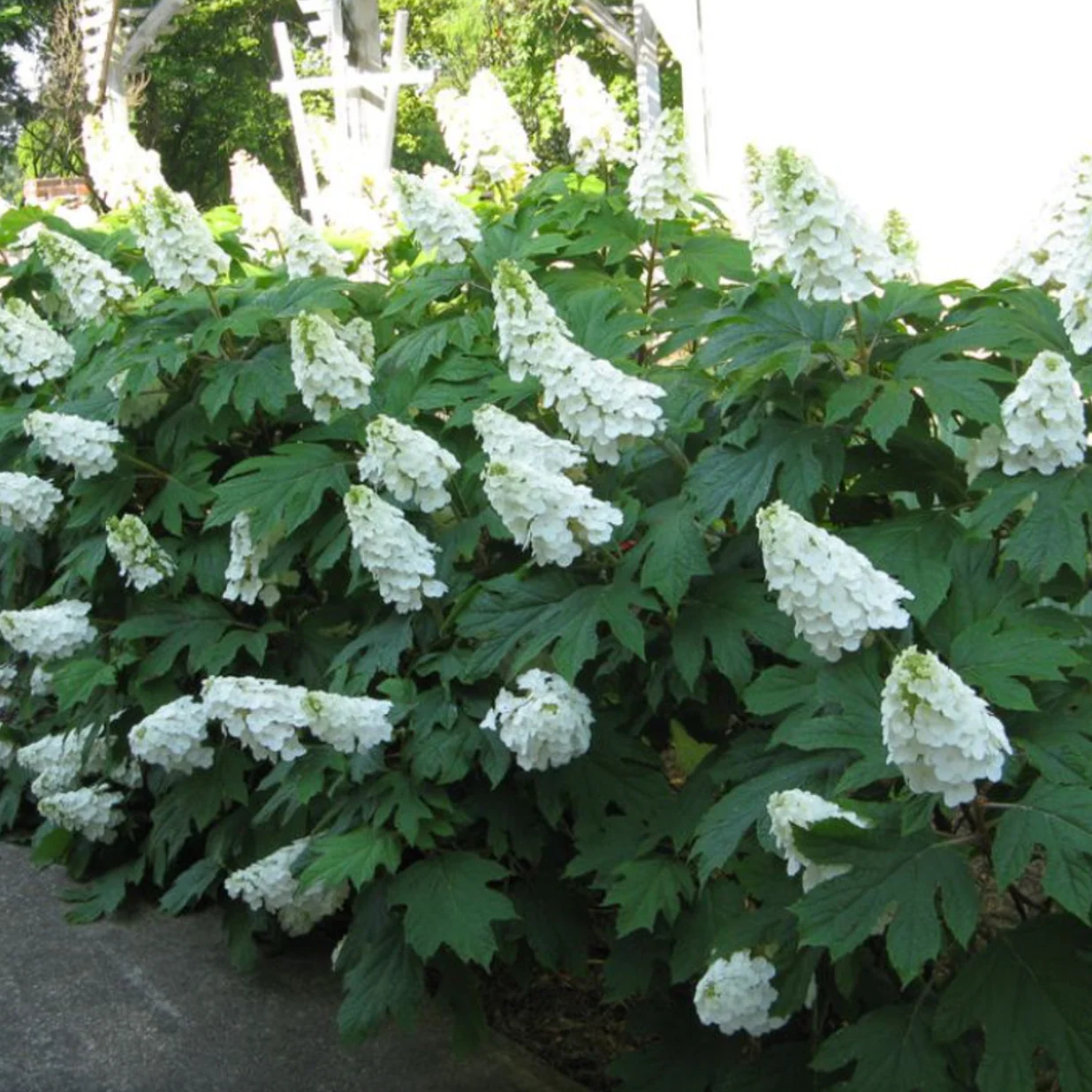 'Alice' Oakleaf Hydrangea | Hydrangea quercifolia - Image 3
