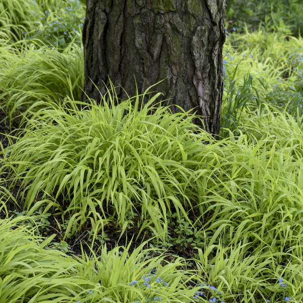 'All Gold' Forest Grass | Hakonechloa macra - Image 2
