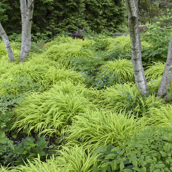'All Gold' Forest Grass | Hakonechloa macra - Image 3