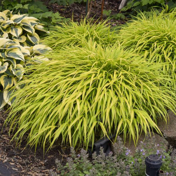 'All Gold' Forest Grass | Hakonechloa macra - Image 4