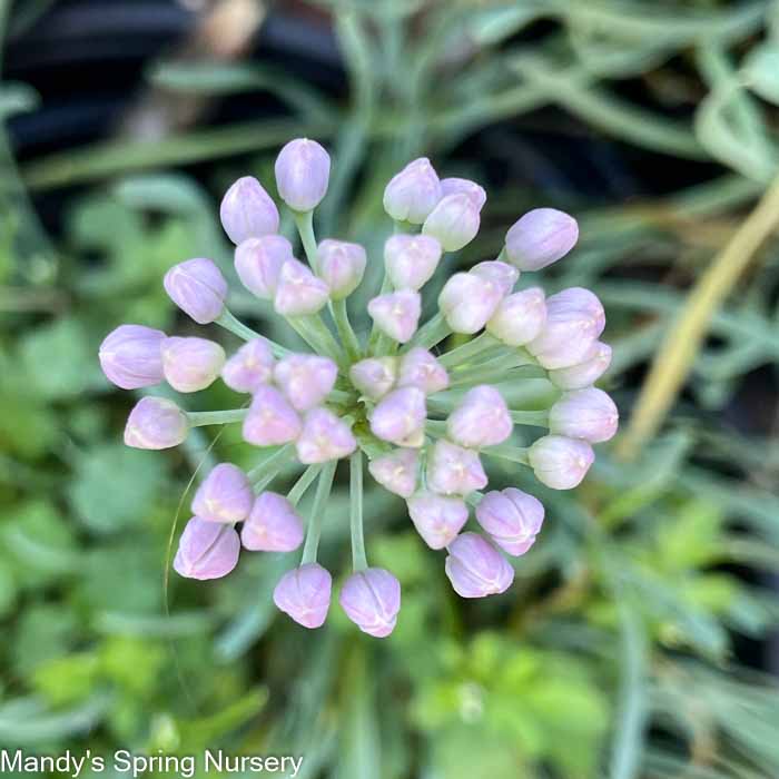 Curly Chives | Allium senescens 'Glaucum' - Image 4