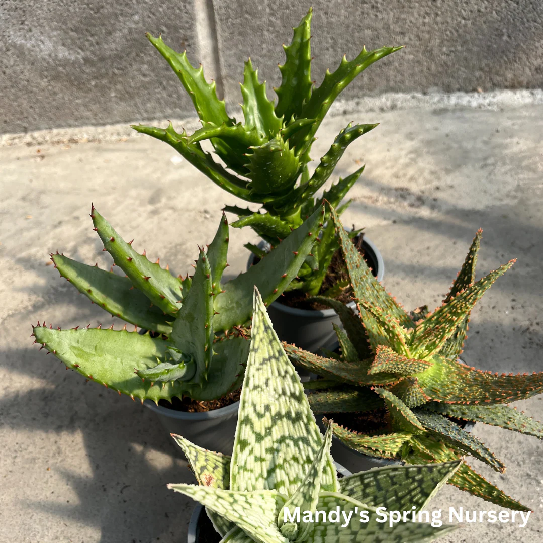 Aloe Vera | Aloe barbadensis miller - Image 3