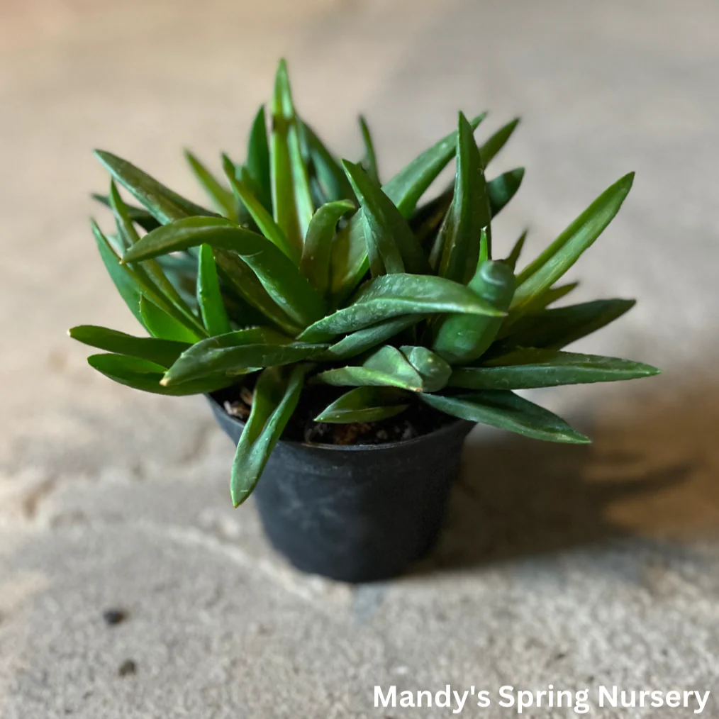Aloe Vera | Aloe barbadensis miller - Image 4