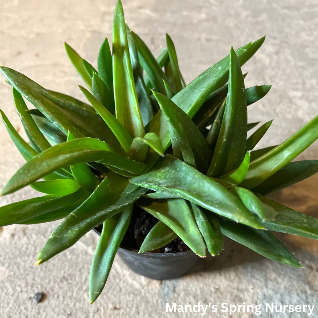 Aloe Vera | Aloe barbadensis miller - Image 5
