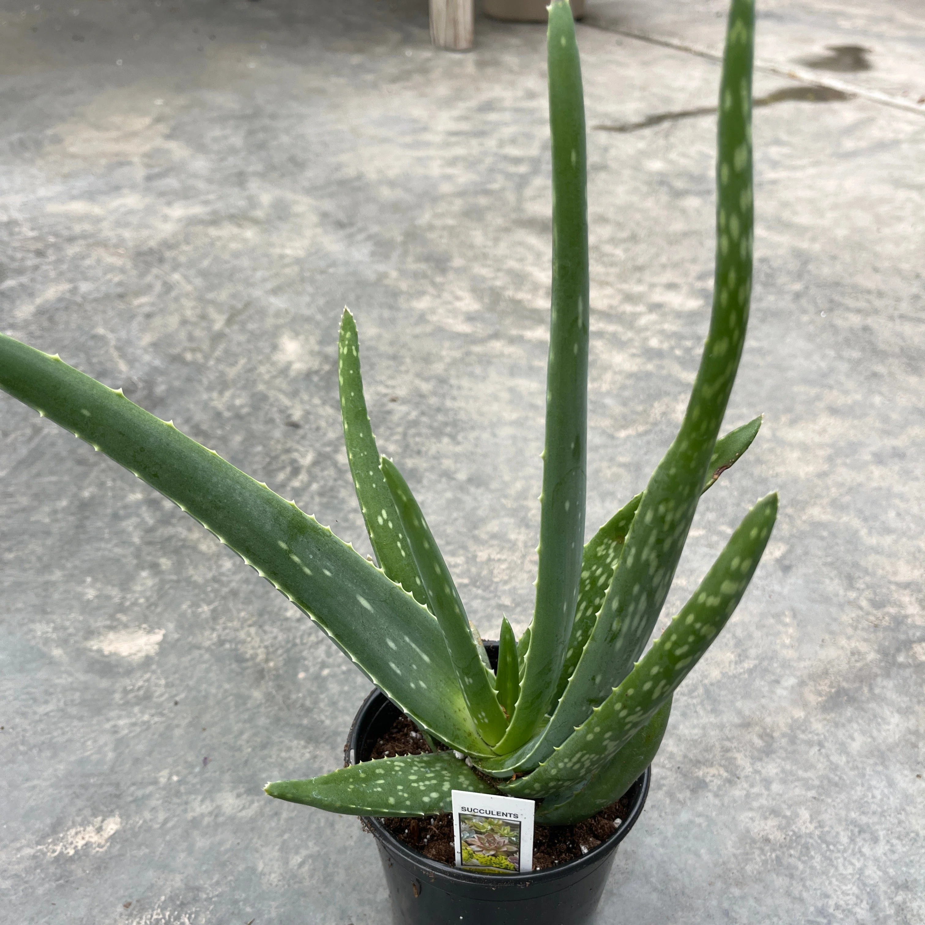 Aloe Vera | Aloe barbadensis miller - Image 6