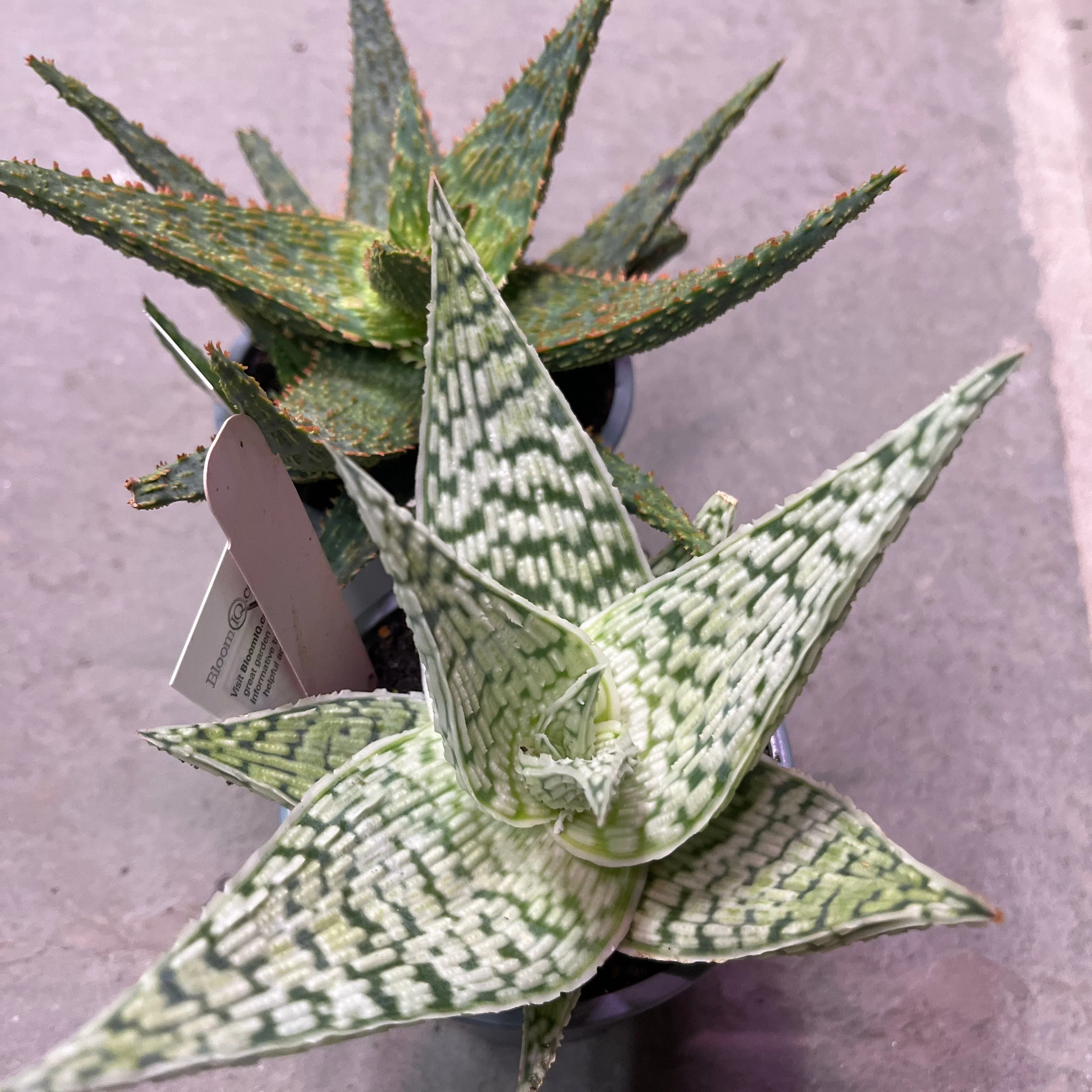 Aloe Vera | Aloe barbadensis miller - Image 7