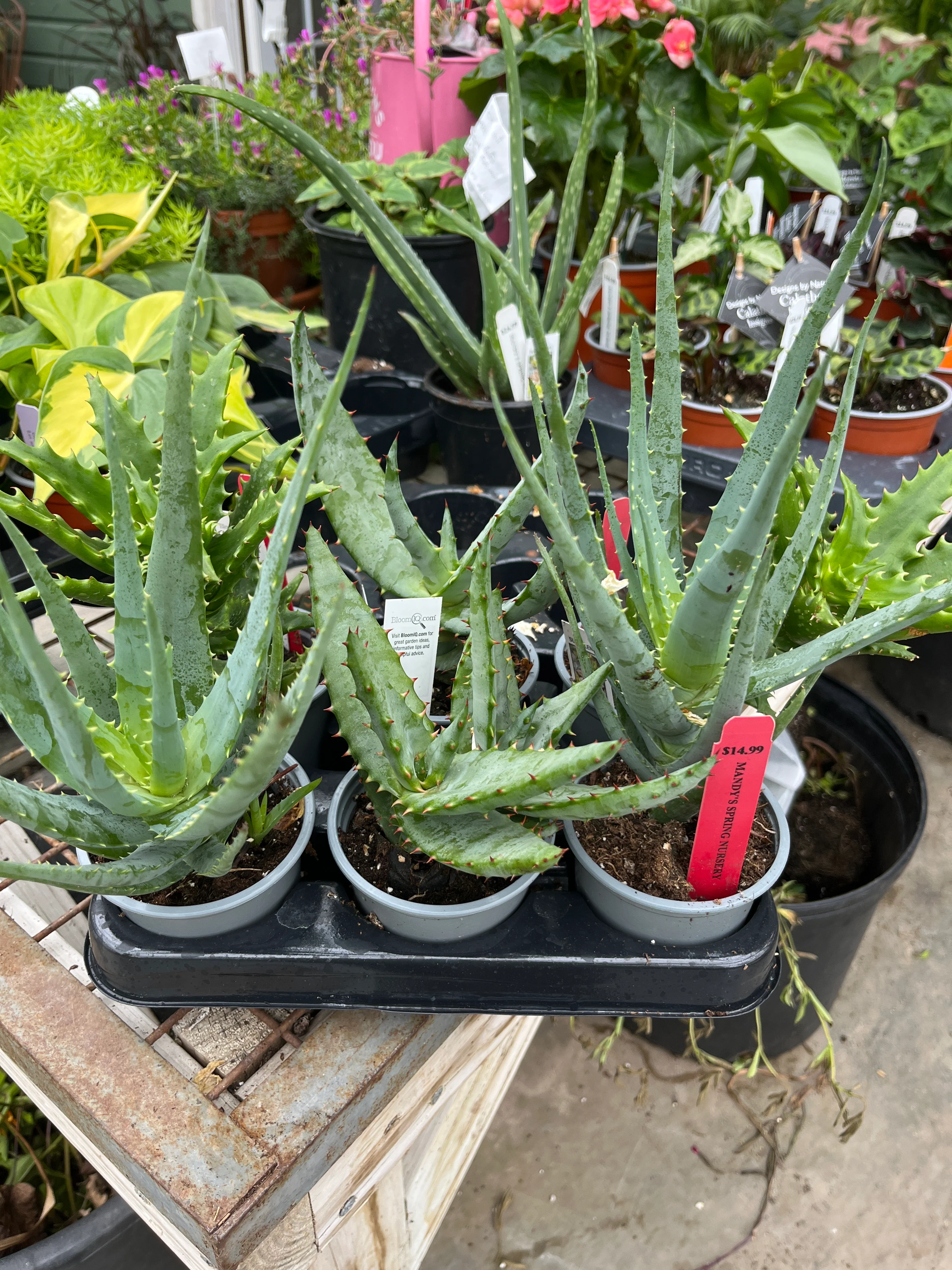 Aloe Vera | Aloe barbadensis miller - Image 8