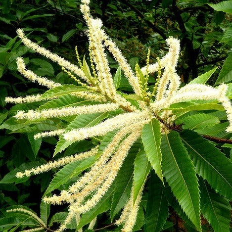 American Chestnut (Chinese Hybrid) | Castanea dentata x mollissima 'Dunstan' - Image 3